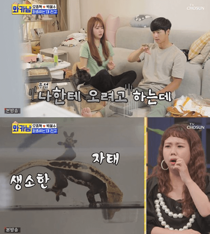 클릭비-오종혁-집-안-파충류들
