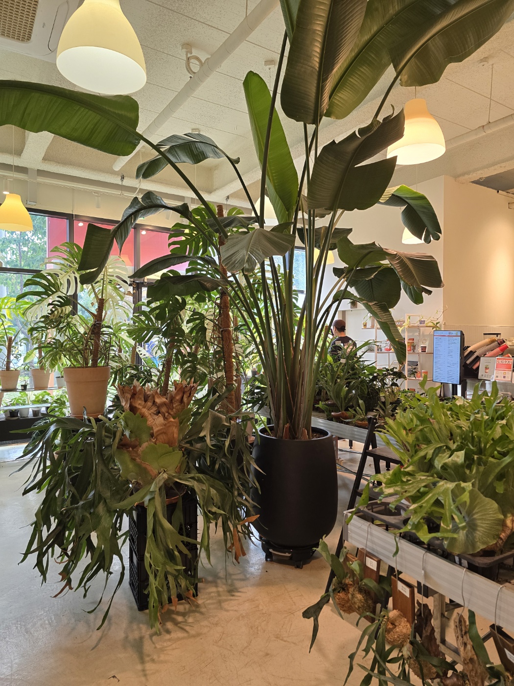 로이스터스카페내에있는 화려한 식물들