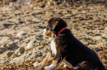 강아지 종합검진관련사진