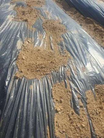 감자 싹나는 시기 파종 시기_2