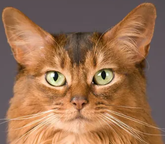 소말리의 특징과 기르는 방법