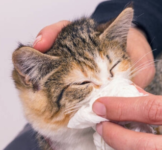 고양이허피스증상