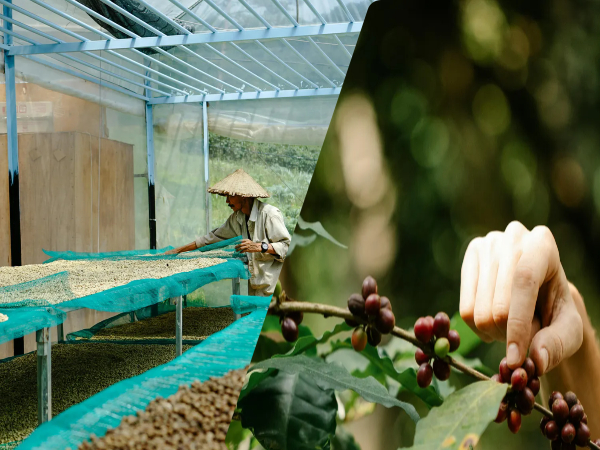 지속 가능한 커피: 기후 위기 시대 한 잔의 선택이 만드는 미래_생두 수확 및 가공