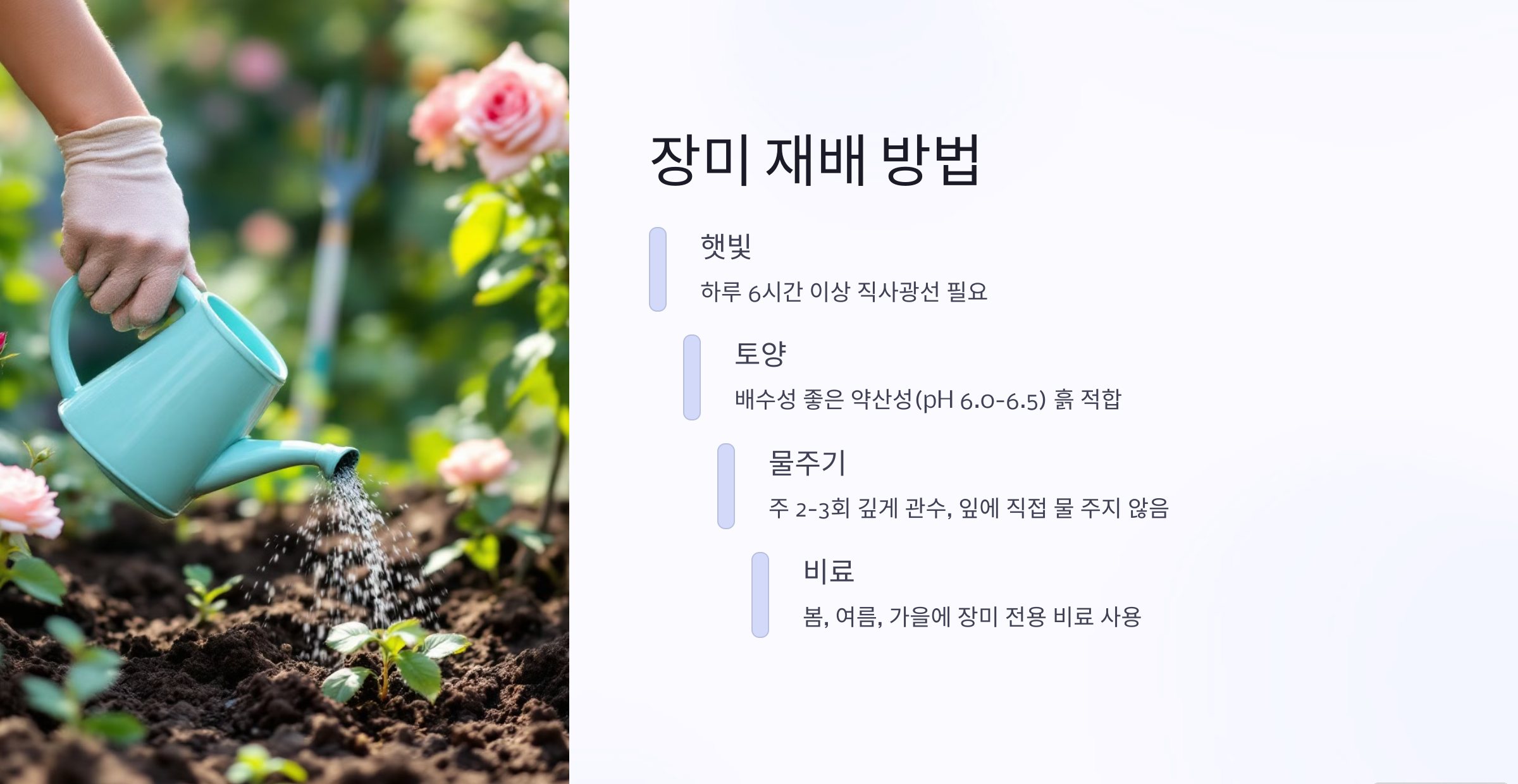 장미재배사진
