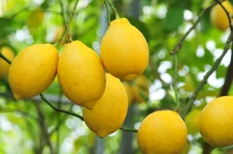 레몬 재배 화분 재배 실내 월동 가지 치기_6