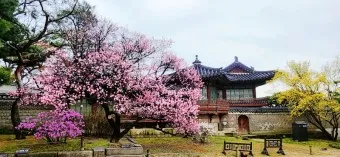 창덕궁 만첩홍매화 개화시기 명소_20