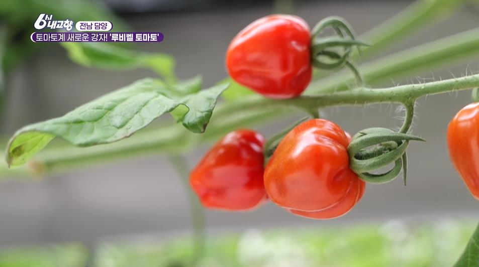 6시내고향 담양 루비벨 토마토