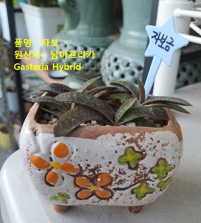 푸명 : 자보 Gasteria Hybrid