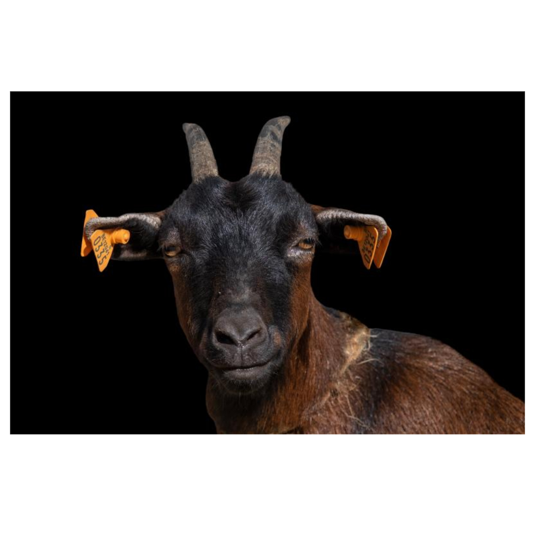 흑염소와 관련된 사진입니다.