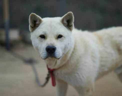 진돗개 입양 까다로울까? 성격&amp;#44; 수명&amp;#44; 특성 총정리
