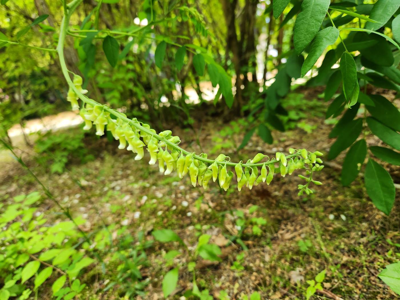 고삼