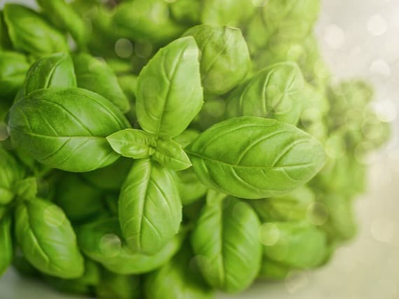 바질의 활용 법