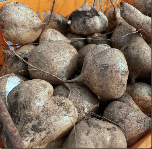 얌빈 효능 및 영양소 먹는 법과 주의점