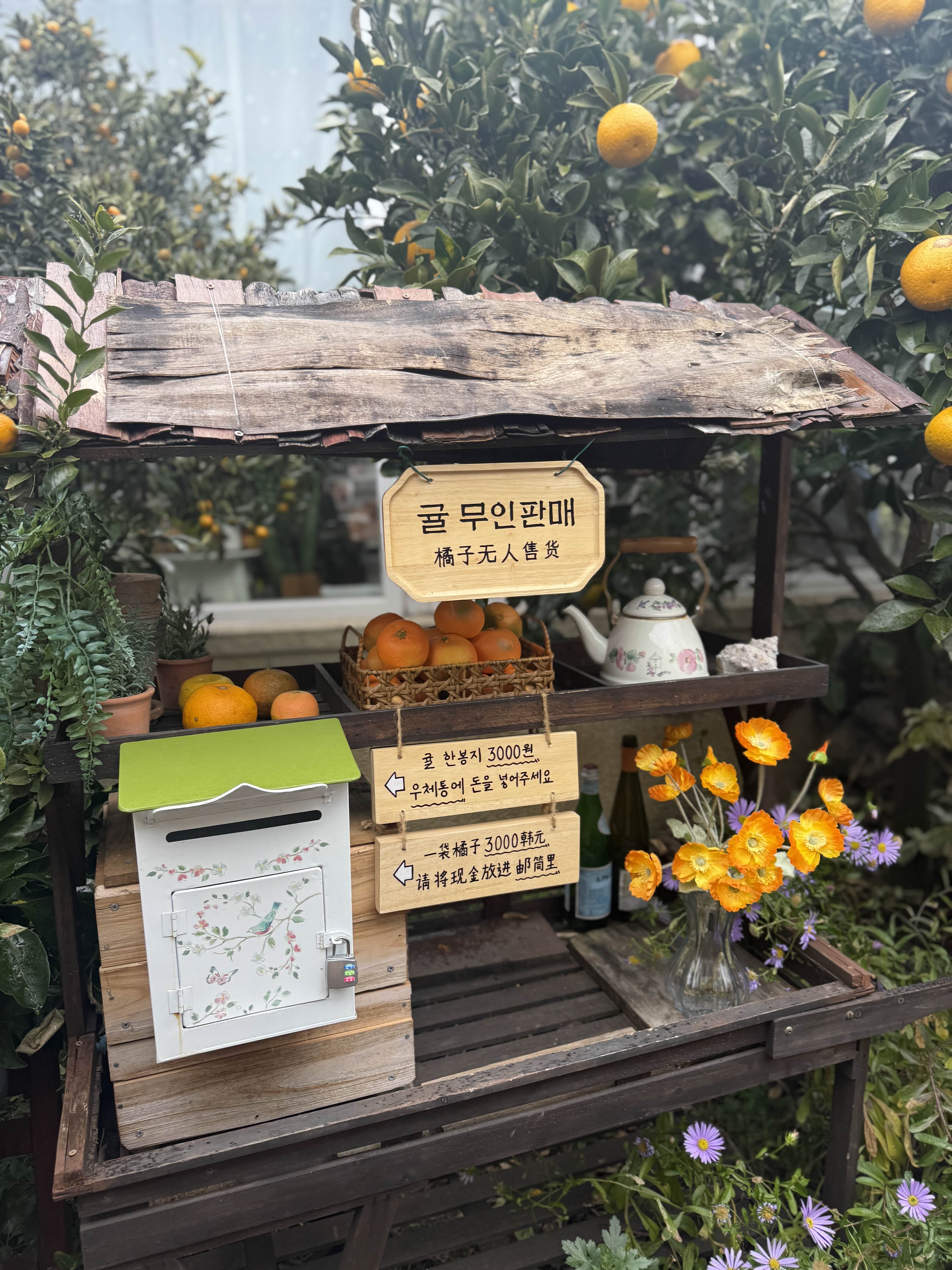 제주 귤꽃다락 귤 무인판매대
