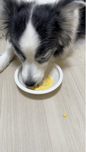 고양이 강아지 간식 고로고로 동결건조 메추리 노른자