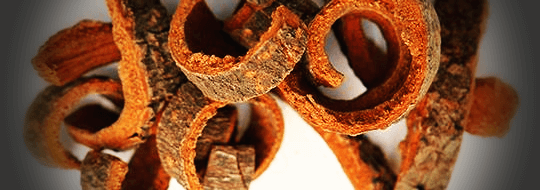 후박나무-껍질-사진