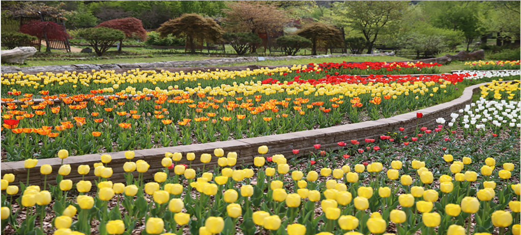 자연생태공원튤립
