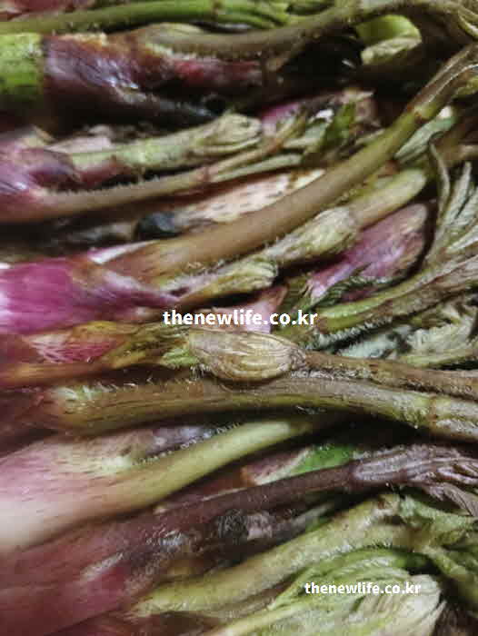 두릅 효능 부작용 독성