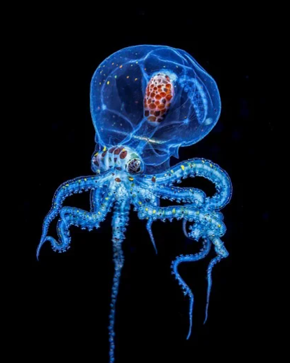 육지 vs 바다, 가장 희귀한 동물은 어디에 있을까?