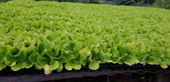 김장 배추 재배 파종 모종 웃거름 결구 수확 타이밍_16