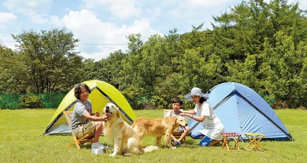 서울 마포 반려동물 캠핑장 도심 속 힐링 명소 가이드_4