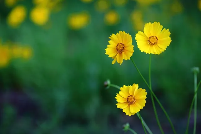 함안 악양생태공원 금계국 개화 시기와 사진 촬영 팁_8
