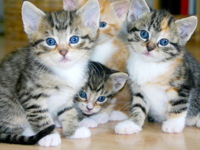 고양이가 집에 들어오는 꿈 해몽 해석 행운일까?