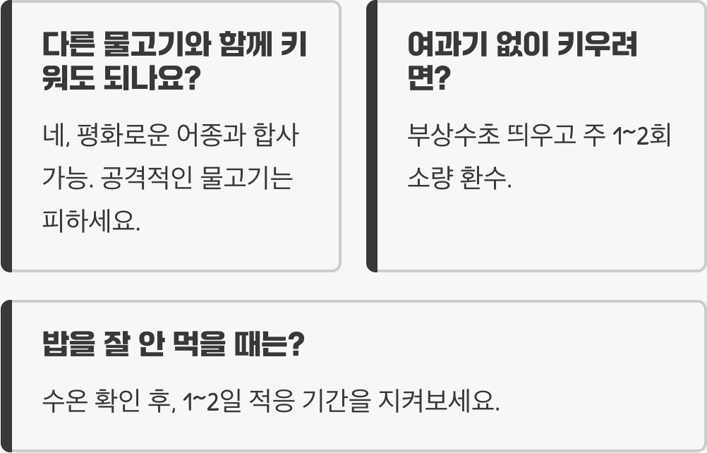 메다카 키우기 A to Z (어항, 먹이, 월동 관리)