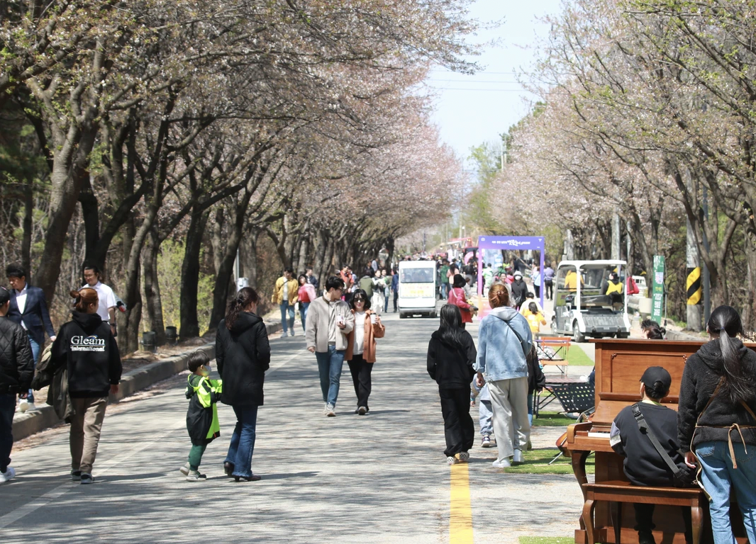 벚꽃 개화시기 2024 축제 일정 및 명소 추천