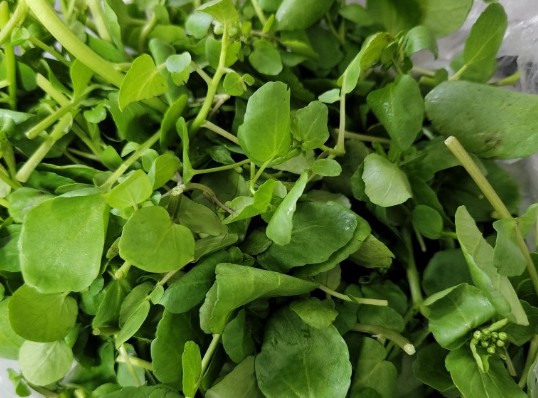 노화 방지에 좋은 음식(노화예방에 좋은 음식) - 물냉이, 카카오닙스, 사골곰탕, 석류, 엑스트라 버진 올리브 오일