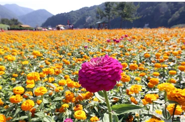 평창 백일홍 축제 2024: 축제 일정&amp;#44; 입장료&amp;#44; 찾아가는 길&amp;#44;주변 맛집 소개