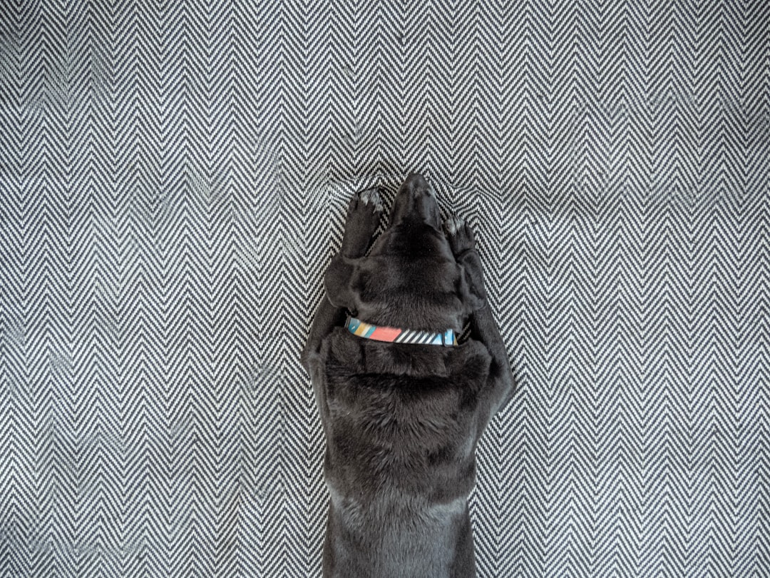 Dog.