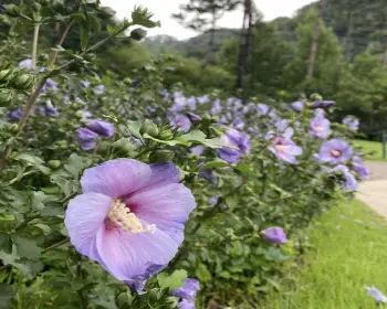 화담숲 예약_11