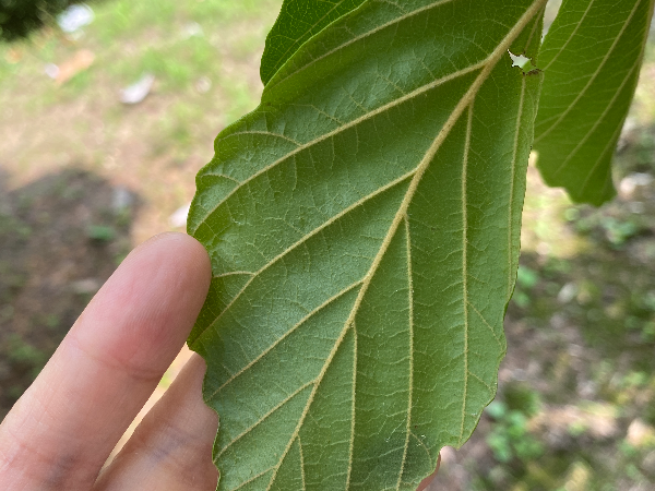 풍년화 잎 뒷면