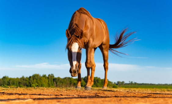 새옹지마 뜻과 유래 – 인생의 변화무쌍함을 말하는 사자성어
