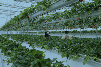 스마트팜혁신밸리 신청자격 우대사항 가산점(스마트팜코리아)