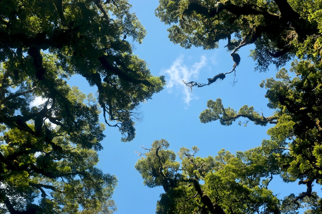 Canopy.