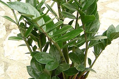 금전수 번식 꽃말