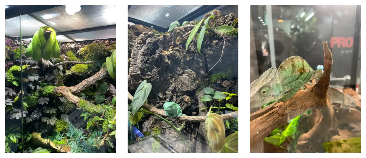 분양가 1천만원? 싱글백스킨크 도마뱀 등장