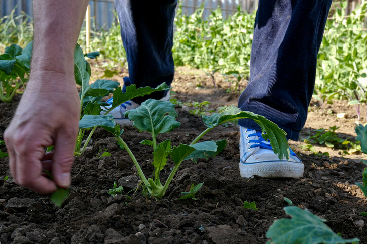 콜라비 고르는 방법