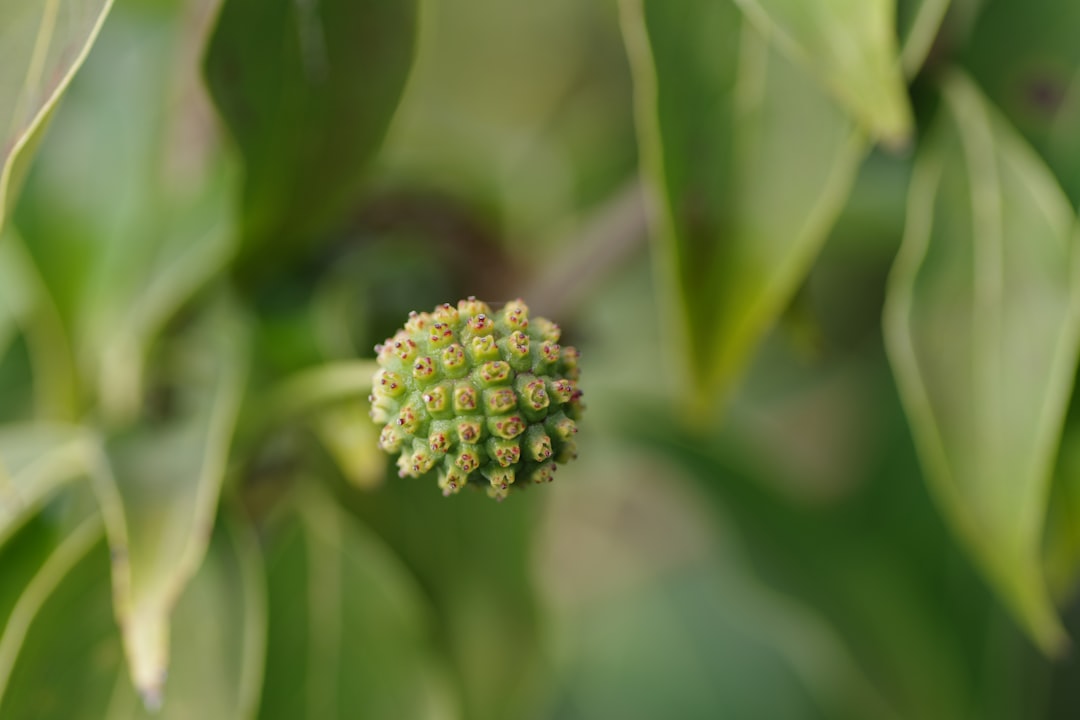 Mungbean sprouts