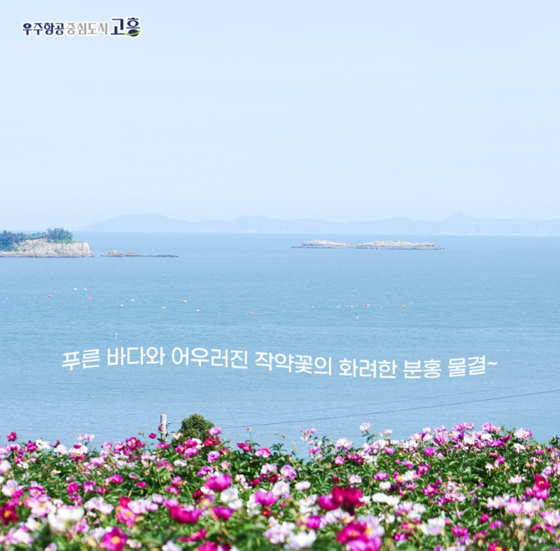 고흥 작약 꽃밭, 더 늦기 전에 핑크빛 가득한 인생사진 남기러 떠나요.🌸