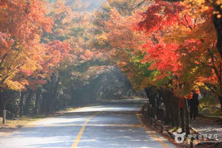 단풍명소, 가을여행, 5060여행, 무릎편한단풍명소, 화담숲, 문광저수지은행나무길, 내장산단풍생태공원, 남이섬, 운곡서원, 은행나무명소, 2026단풍, 단풍절정시기, 어르신단풍여행, 국내가을여행지, 2026단풍절정예측, 산림청단풍예측, 화담숲예약, 화담숲모노레일, 문광저수지주차, 양곡은행나무축제, 내장산단풍시기, 남이섬입장료, 남이섬주차, 운곡서원은행나무, 경주은행나무명소, 단풍여행코스, 단풍여행준비물, 부모님단풍여행, 무료단풍명소, 황금길가이드