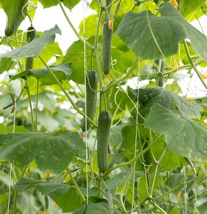 장마철 오이 관리법 &ndash; 흰가루병 &amp; 열매 썩음 방지