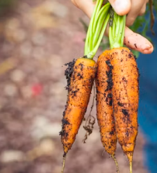 당근 효능 부작용 고르는법 칼로리
