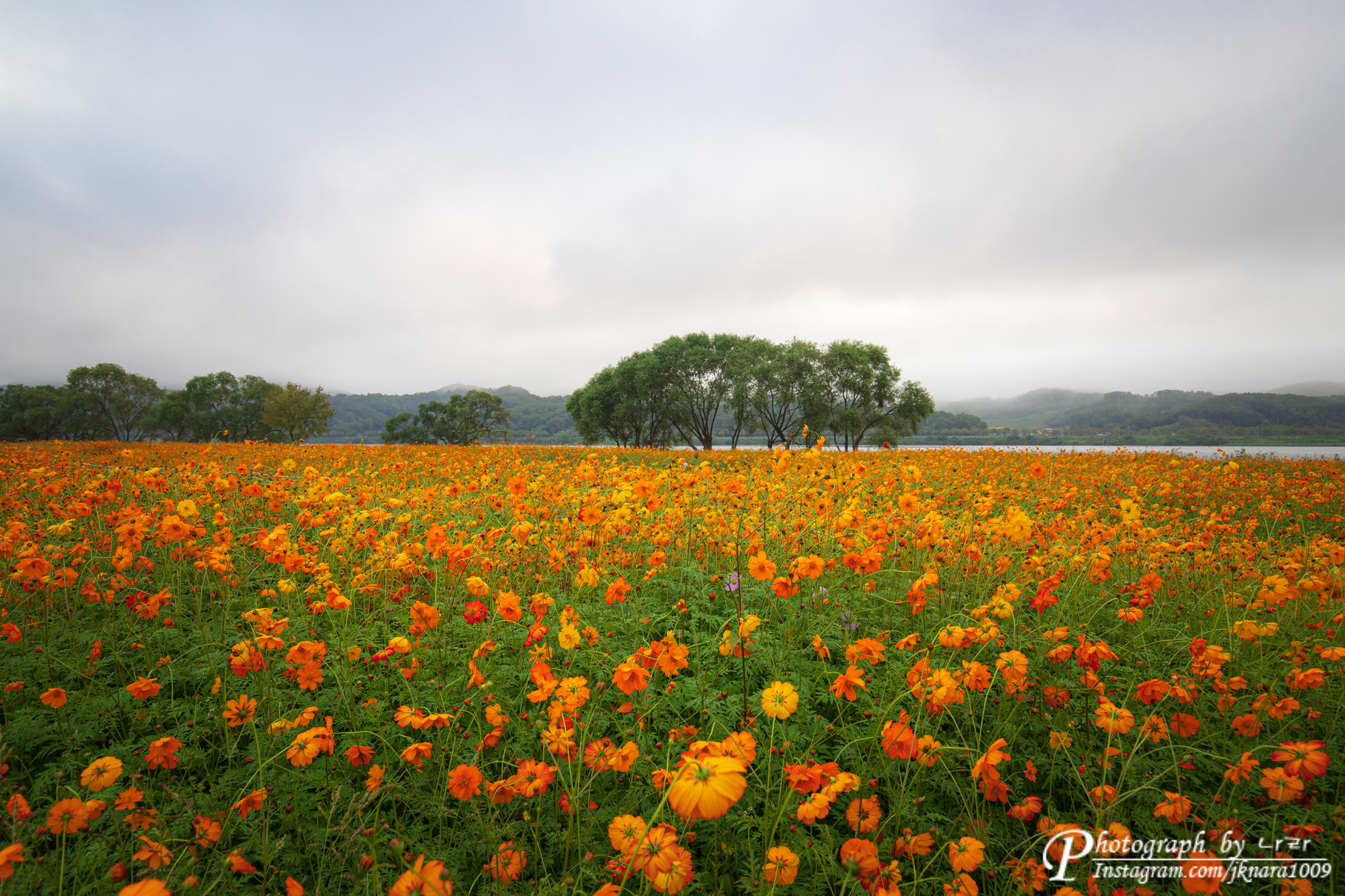 황화 코스모스 꽃밭