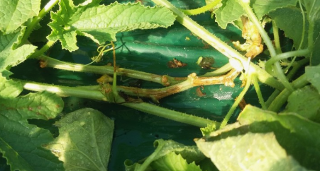 참외 심는시기(모종심는시기, 참외심기, 심는간격, 재배, 수확) 참외 키우기 총정리!