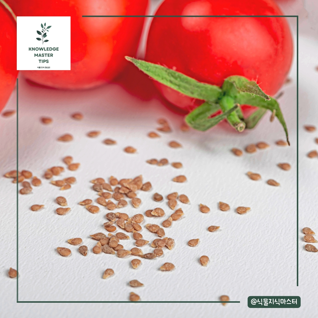 씨앗부터 키우기의 매력