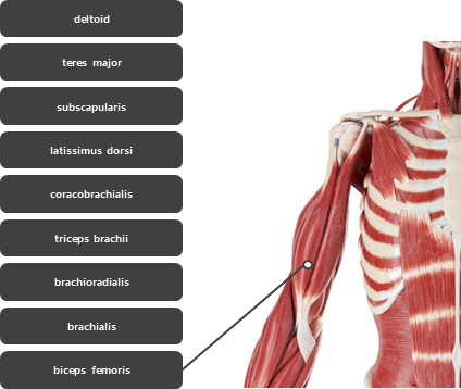 위팔 상완 주변 근육