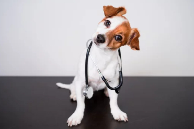 잭 러셀 테리어(Jack Russell Terrier)이미지